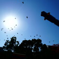 写真: 鉄人の空に鳩が飛ぶ