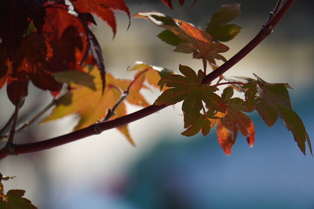 Photos: 秋から冬に変わる光