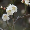 写真: 立春の白梅