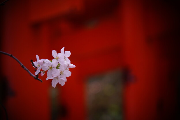 幽玄桜