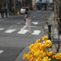 写真: 花咲く坂道