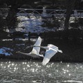 写真: 高松の池、白鳥 (6)