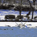 写真: 高松の池、白鳥 (5)