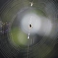 写真: クモの巣（1）