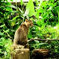 写真: 池のネコ達 (4)