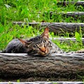 写真: 高松の池、ネコ (1)
