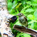 写真: コサメビタキ幼鳥 (1)
