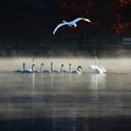 写真: 高松の池、白鳥 (15)