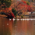 写真: 高松の池、白鳥 (1)
