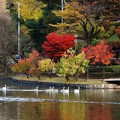 写真: 高松の池、白鳥 (2)