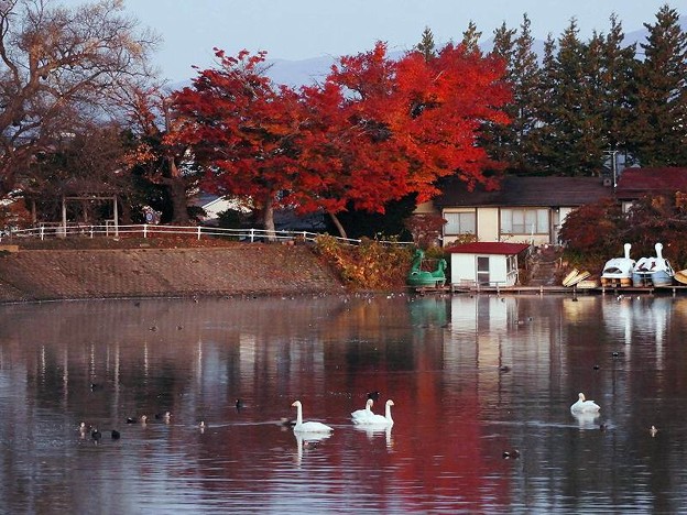 写真: 高松の池、白鳥 (3)