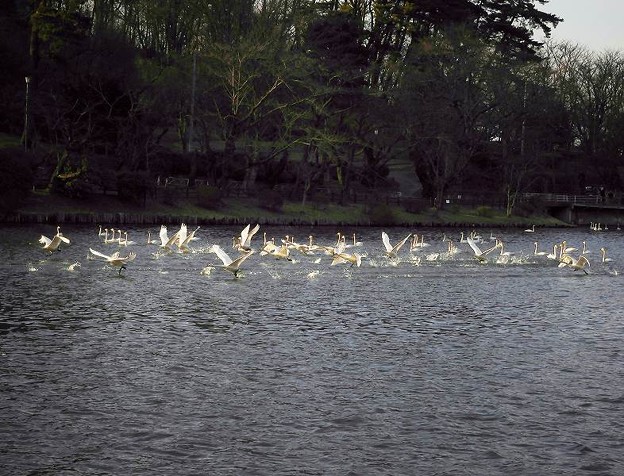 写真: 高松の池、白鳥 (9)