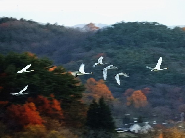 写真: 高松の池、白鳥 (4)
