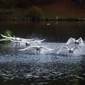 写真: 高松の池、白鳥 (8)