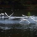 写真: 高松の池、白鳥 (9)