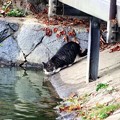 写真: 高松の池、ネコ (12)