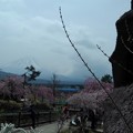 写真: 西湖癒しの郷　根場　と富士山
