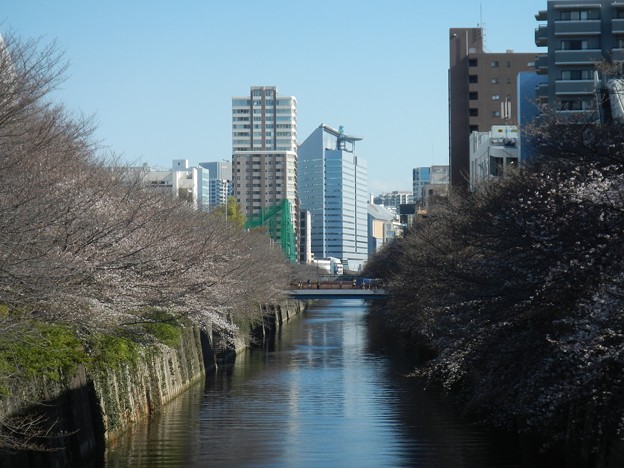 写真: 目黒川の桜１