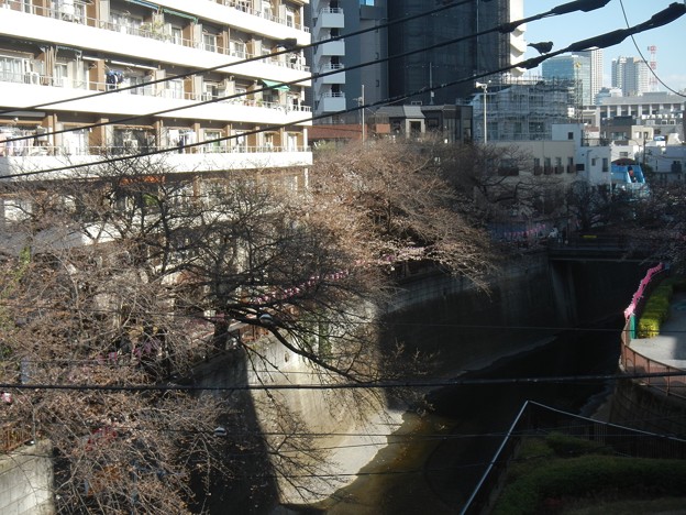 写真: 目黒川の桜２