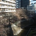 Photos: 目黒川の桜２