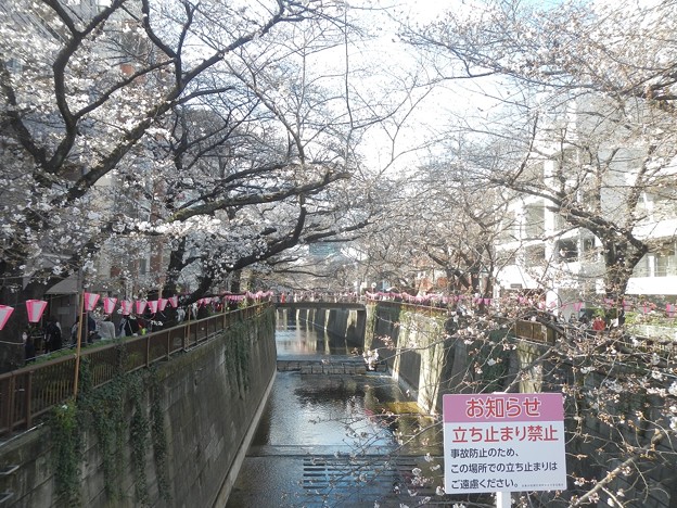 写真: 目黒川の桜４