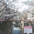 Photos: 目黒川の桜４