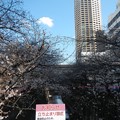 Photos: 目黒川の桜３