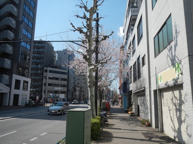 Photos: 街角の桜