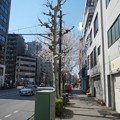 Photos: 街角の桜