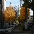 Narrow avenue with yellow leaves