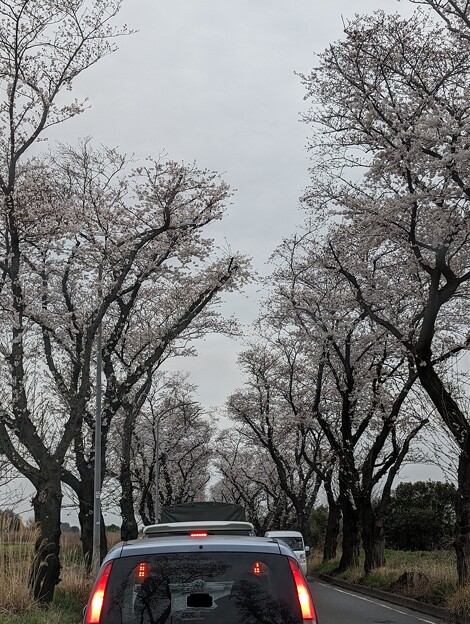 写真: 海軍道路の桜 2