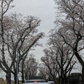 写真: 海軍道路の桜 2