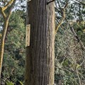 写真: 擬木の電柱