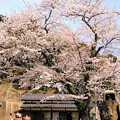 平田山・海蔵寺の桜（２）