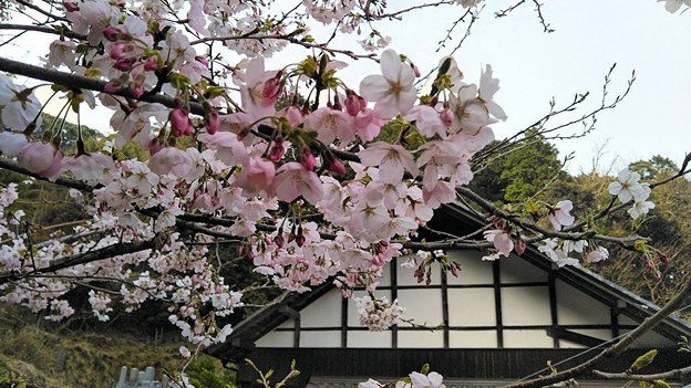 平田山・海蔵寺の桜（３）