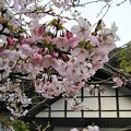 Photos: 平田山・海蔵寺の桜（３）