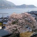 Photos: 平田山・海蔵寺の桜（４）