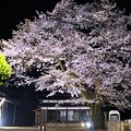 Photos: 平田山・海蔵寺の桜（５）