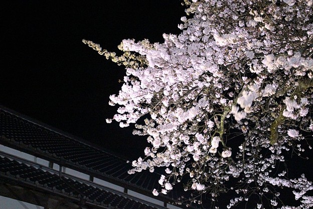 Photos: 平田山・海蔵寺の桜（６）
