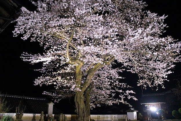 写真: 平田山・海蔵寺の桜（７）