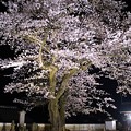 Photos: 平田山・海蔵寺の桜（７）