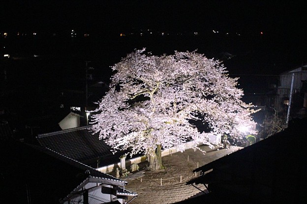 写真: 平田山・海蔵寺の桜（８）