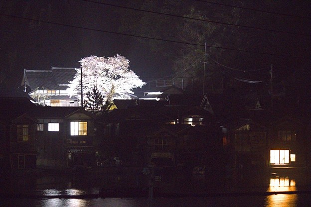 Photos: 平田山・海蔵寺の桜（９）