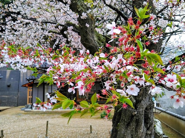 平田山・海蔵寺の桜（１０）