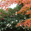 Photos: 山茶花と紅葉