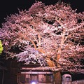 夜桜ライトアップ（１）