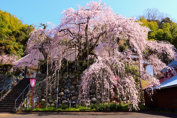 Photos: 瑠璃寺の枝垂れ桜（１）