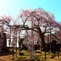 Photos: 瑠璃寺の枝垂れ桜（３）