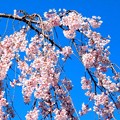 Photos: 瑠璃寺の枝垂れ桜（４）