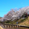 舞鶴医療センター前の桜（２）